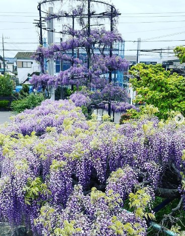 植光造園202304　ブログより.jpg